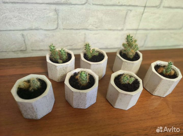 Интерьерные изделия из гипса с кактусом кашпо