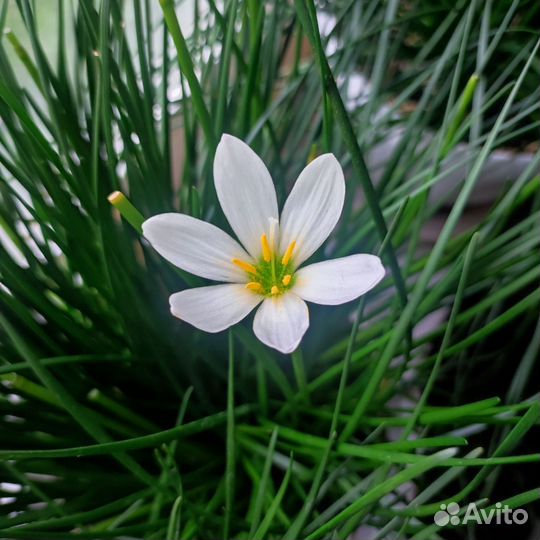 Комнатные цветы