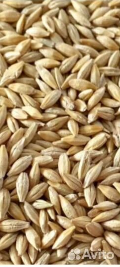 Ячмень, пшеница