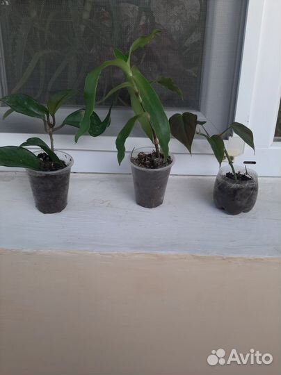 Комнатные цветы