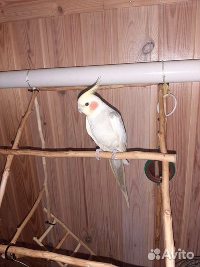 Попугай карелла самец