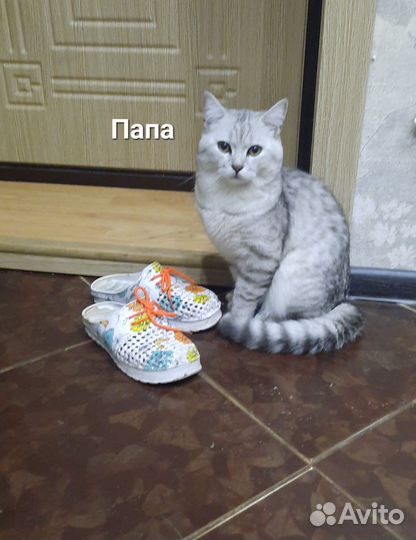 Кошка