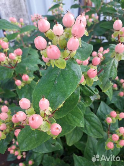 Гиперикум, Синеголовник и др.срезка и в горшке