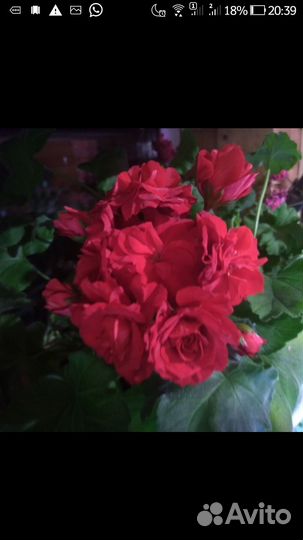 Продам на срез пеларгонии