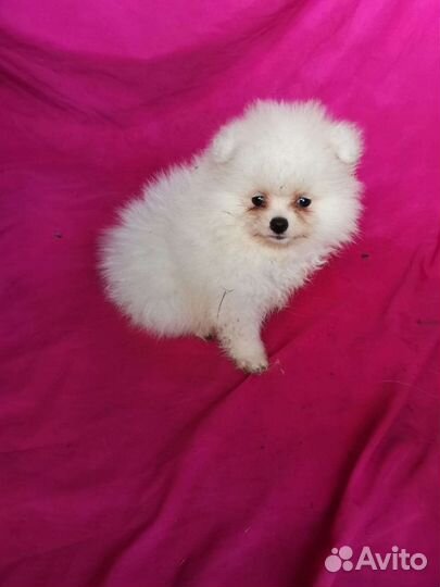 Померанский шпиц мини