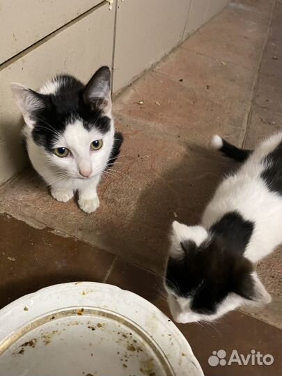 Котенок Мурзик и Сестричка