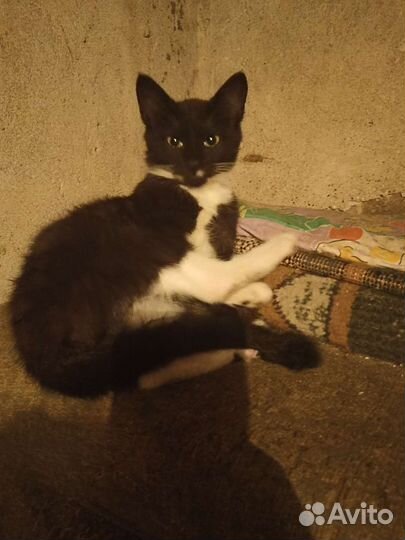 Котенок в надежные руки