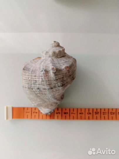 Ракушка большая