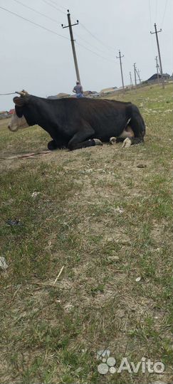 Корова дойная с теленком