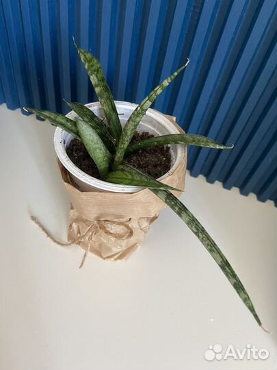 Сансевиерия цилиндрика