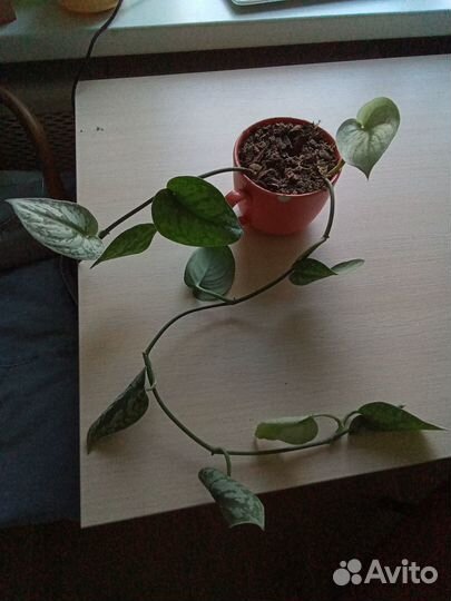 Сциндапсус пиктус Требе с фото