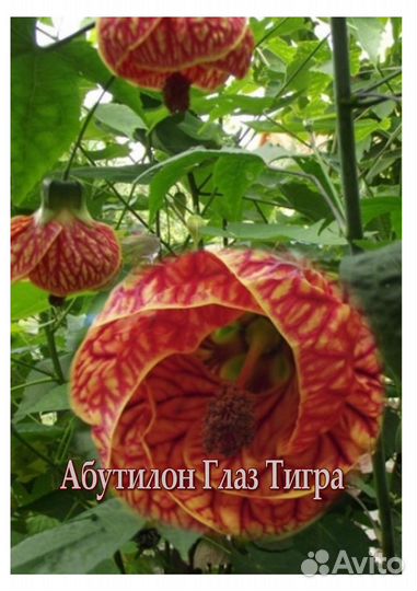 Абутилоны, хойи