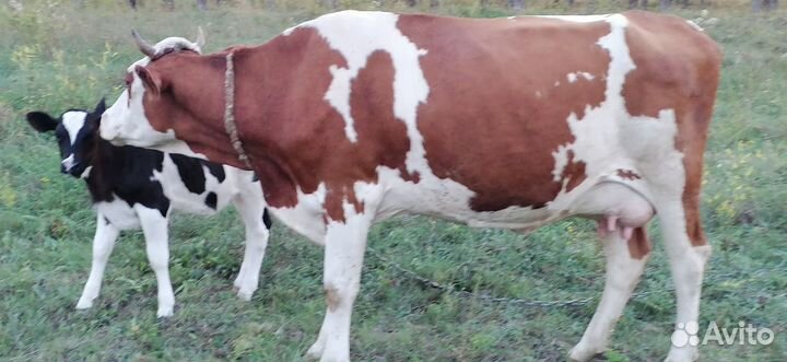 Домашняя корова с тёлочкой