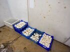 Продажа выращивание грибов шампиньонов объявление продам