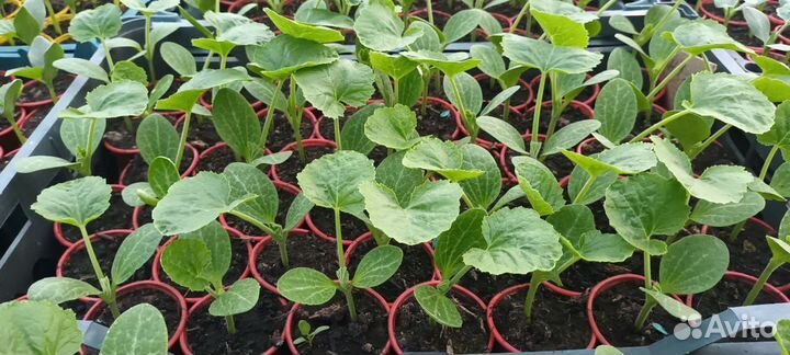 Рассада помидор и огурцов