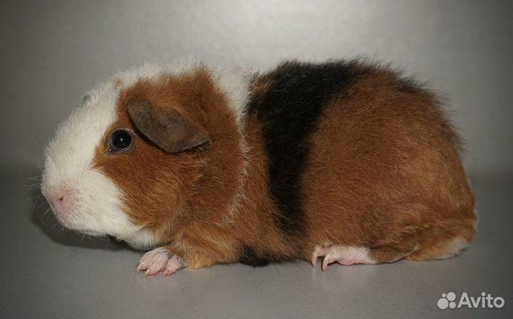 Морская свинка ам.тедди