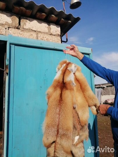 Продам шкуры лис