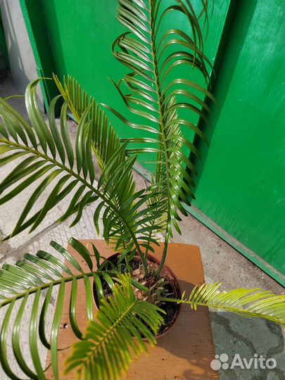 Комнатные цветы