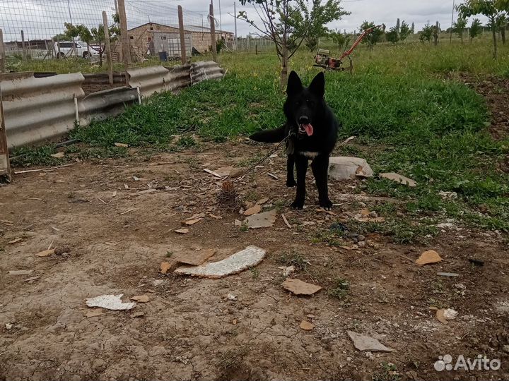 Пастушка келпи