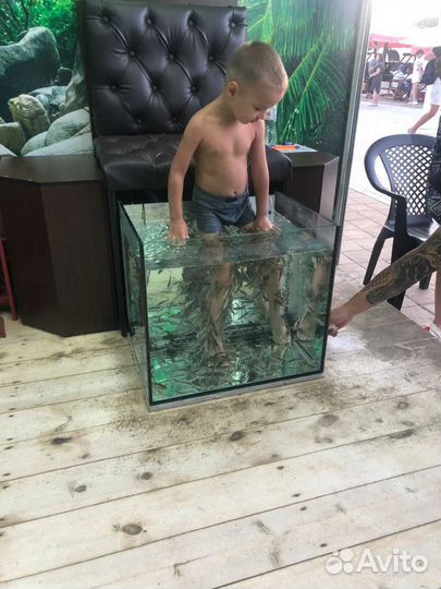 Аквариумные рыбки Гарра руфа