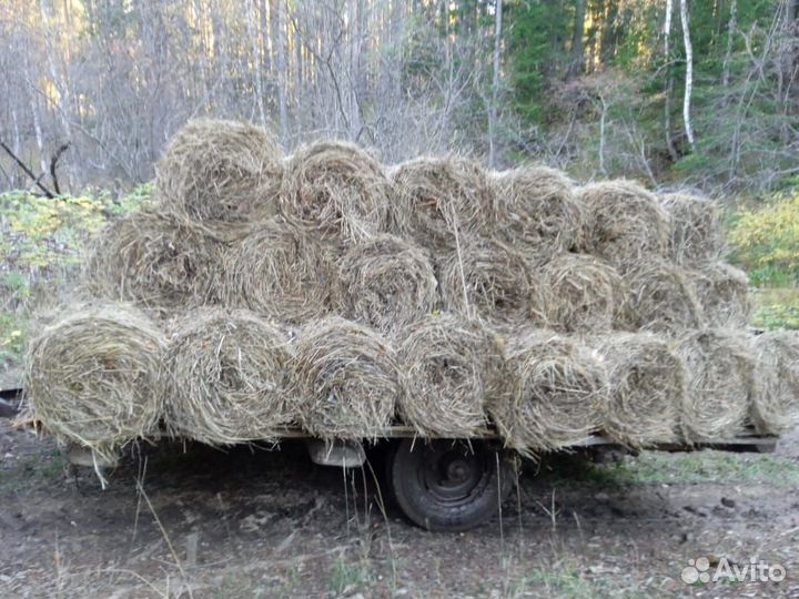 Сено в рулонах