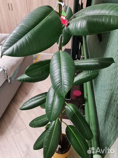 Фикус каучуконосный большой