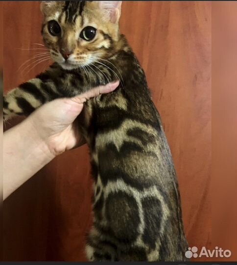 Бенгальские котята