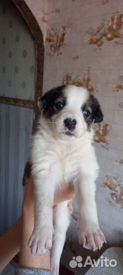 Щенки бесплатно