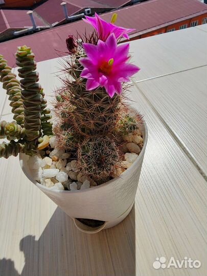 Кактус цветущий детки