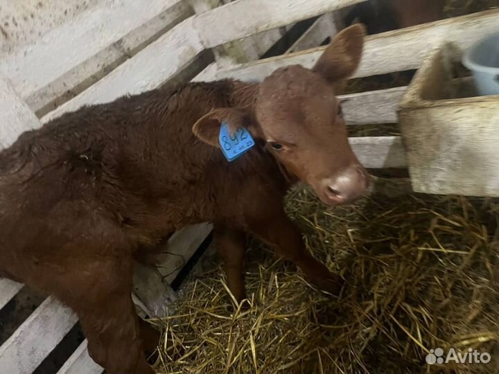 Крепкие бычки телята доставка