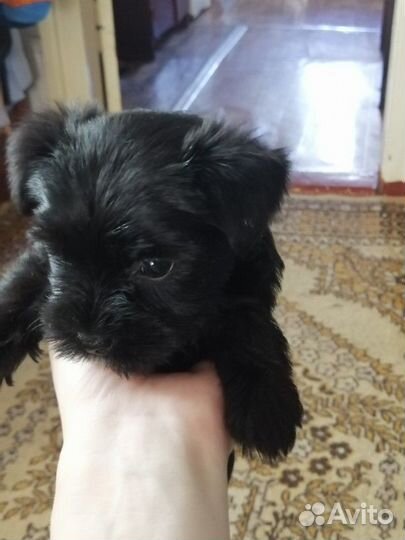 Йоркширский терьер