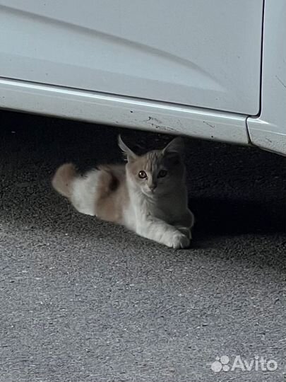 Кошка в добрые руки