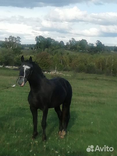 Жеребец 3х лет