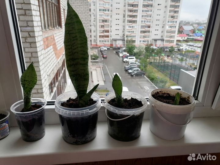 Сансевиерия