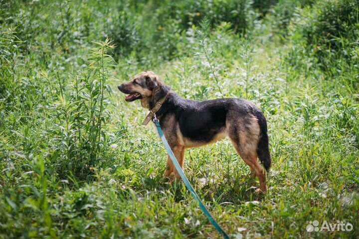 Кроткая, душевная девочка овчароид в добрые руки