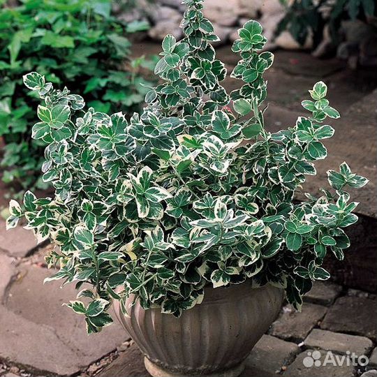 Саженцы Бересклета Форчуна