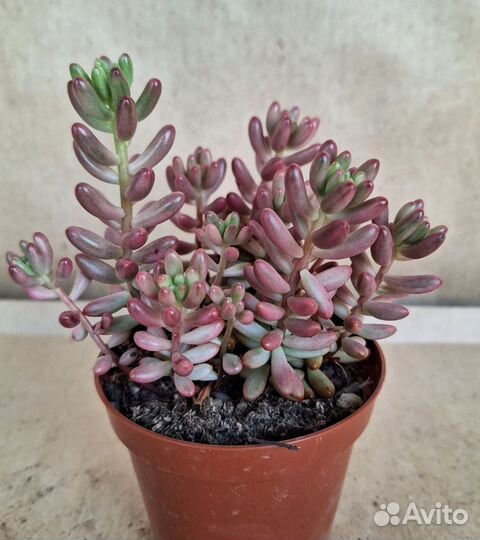 Седум Аврора