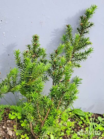 Тис вечнозеленый, теневыносливый