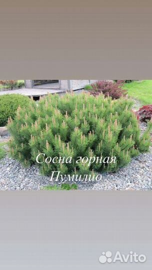 Сосна горная