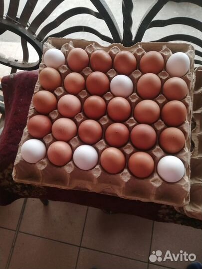 Продаю домашние яйца