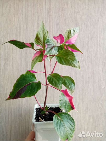 Альтернантера 