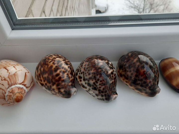 Морские Ракушки Новые