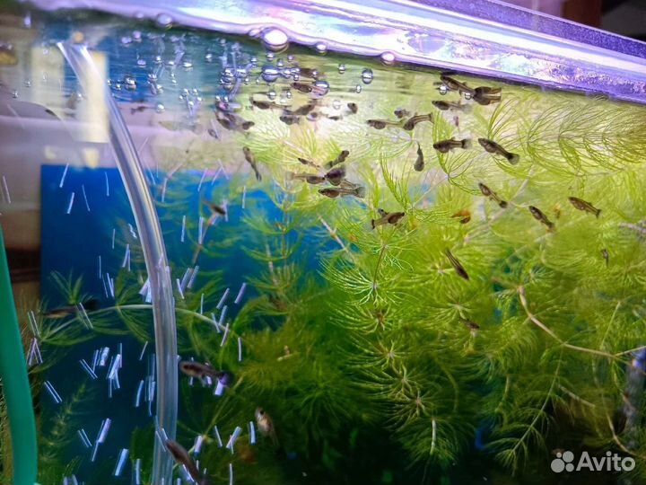 Гуппи московские синие-зеленые. Чистая линия