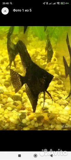 Аквариумные рыбки