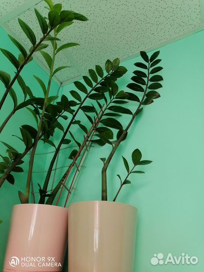 Замиокулькас