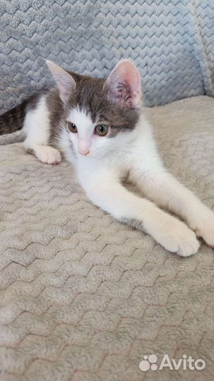 Котенок(девочка)