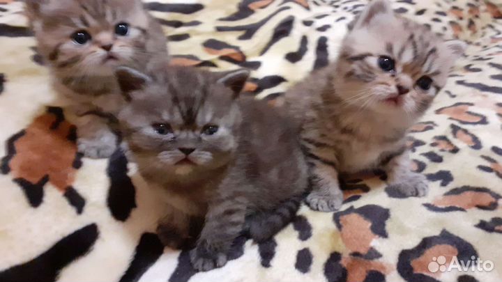 Девочка экзот Чёрная королева