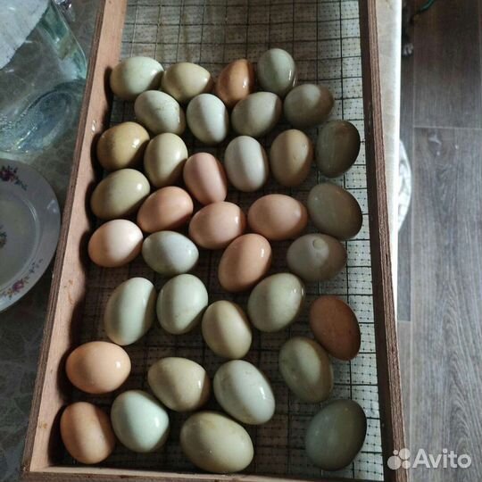 Инкубационное яйцо Амерауканы