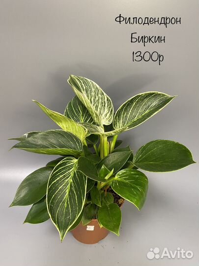 Филодендрон Биркин