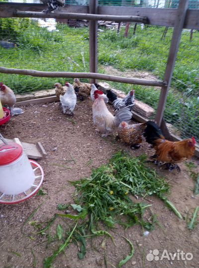 Мильфлер,падуан